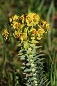 1062 Euphorbia myrsinites